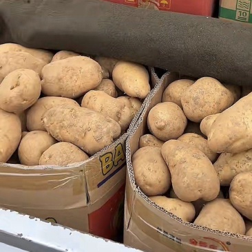 黄皮黄心沃土五号土豆，产地直供，量大便宜，品质好有保证