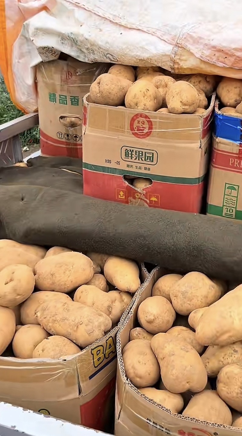 黄皮黄心沃土五号土豆，产地直供，量大便宜，品质好有保证