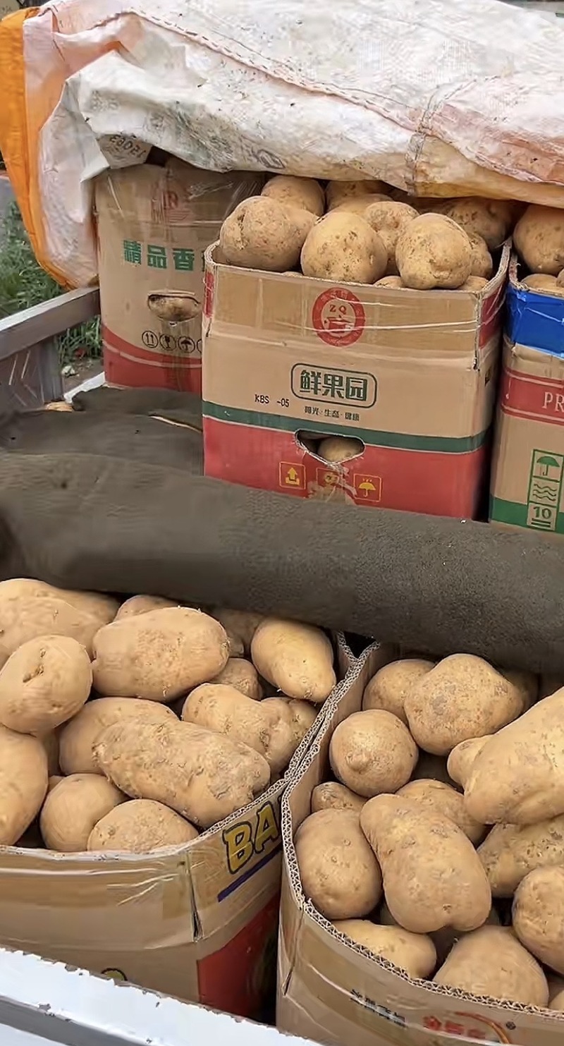 黄皮黄心沃土五号土豆，产地直供，量大便宜，品质好有保证