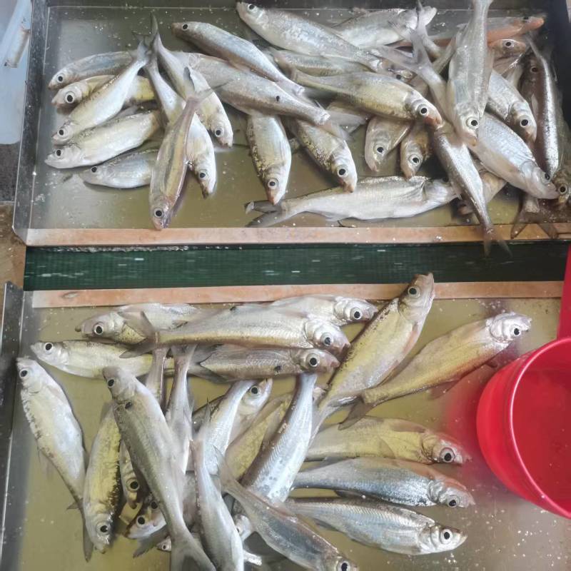 水库野生的翘嘴鱼出售，有鱼苗，有杀好冰冻保鲜的