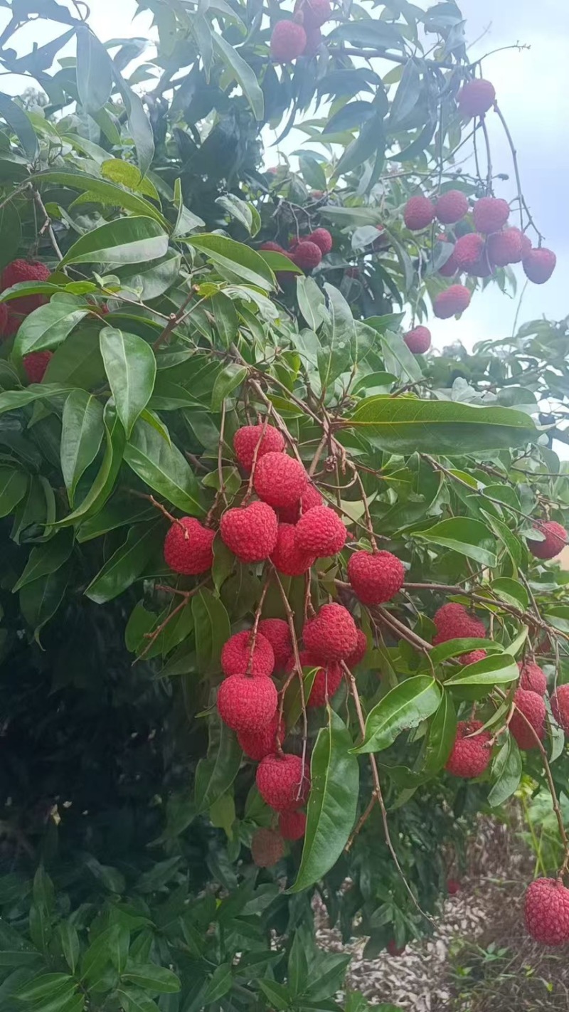 桂味荔枝
