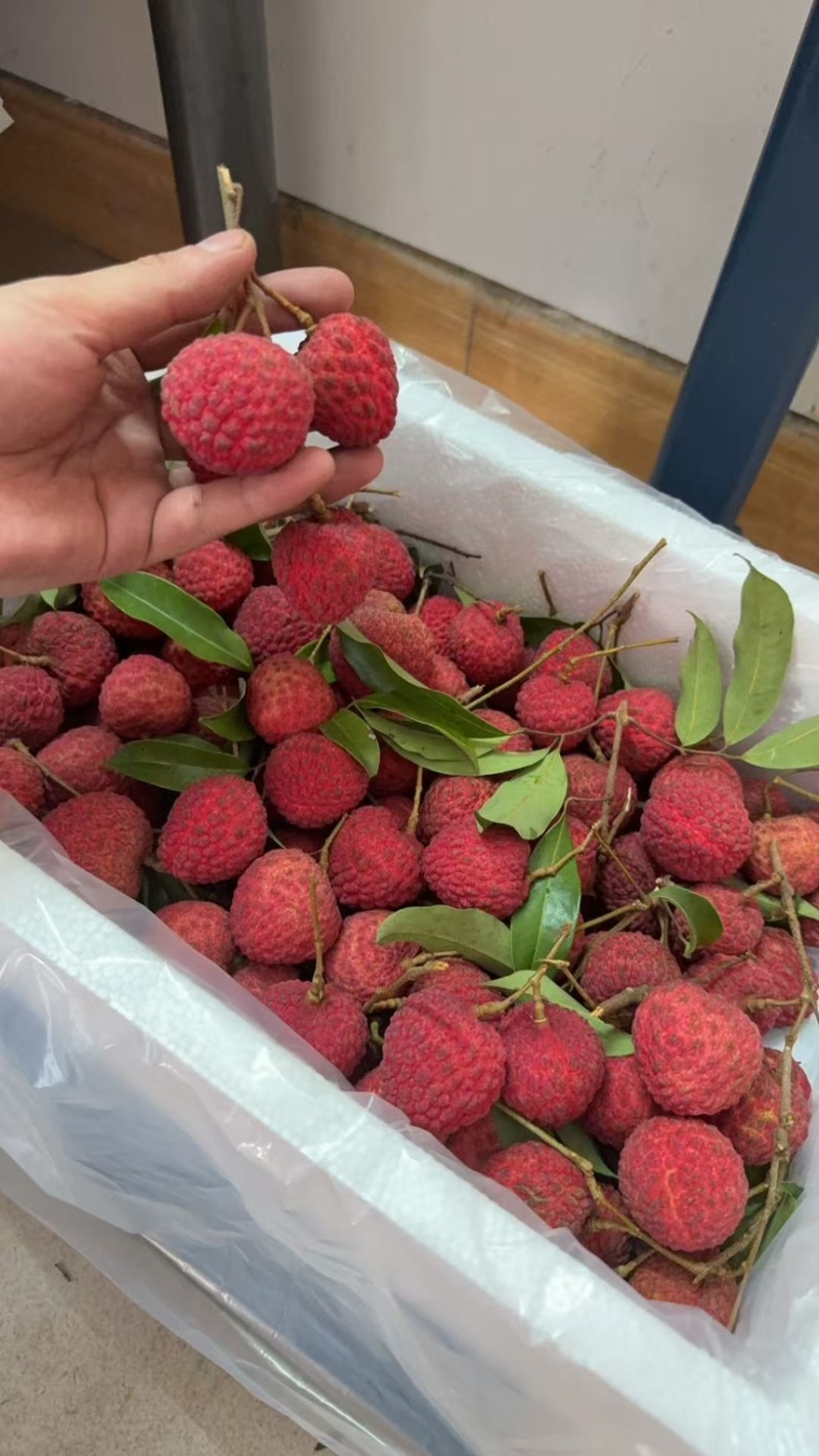 桂味荔枝