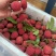 桂味荔枝