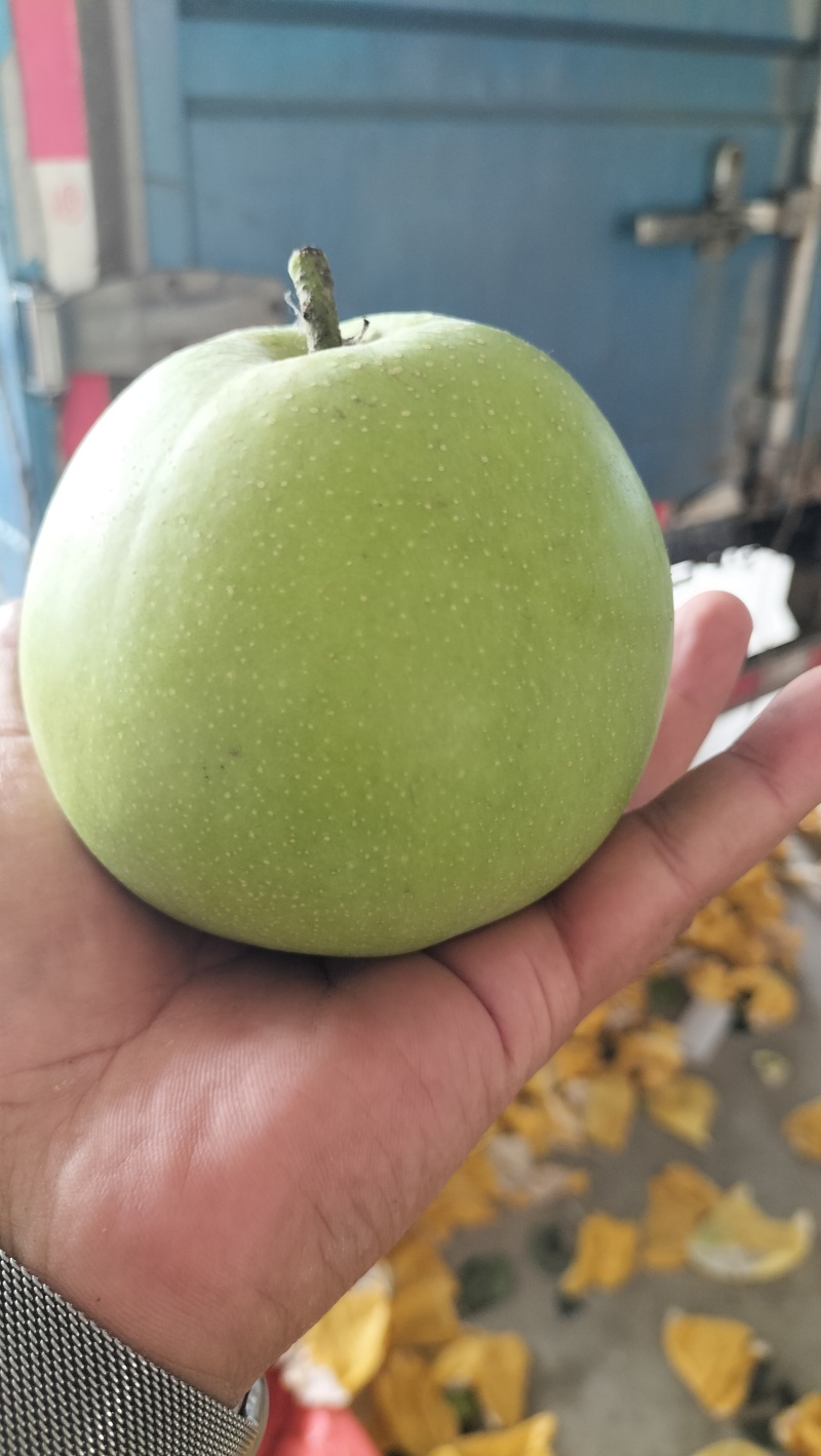 翠玉梨纸袋，果肉细无渣，汁多甘甜，果面干净，欢迎电话咨询