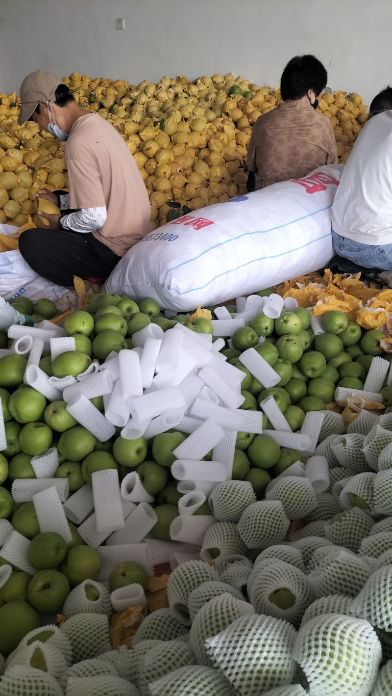 翠玉梨纸袋，果肉细无渣，汁多甘甜，果面干净，欢迎电话咨询