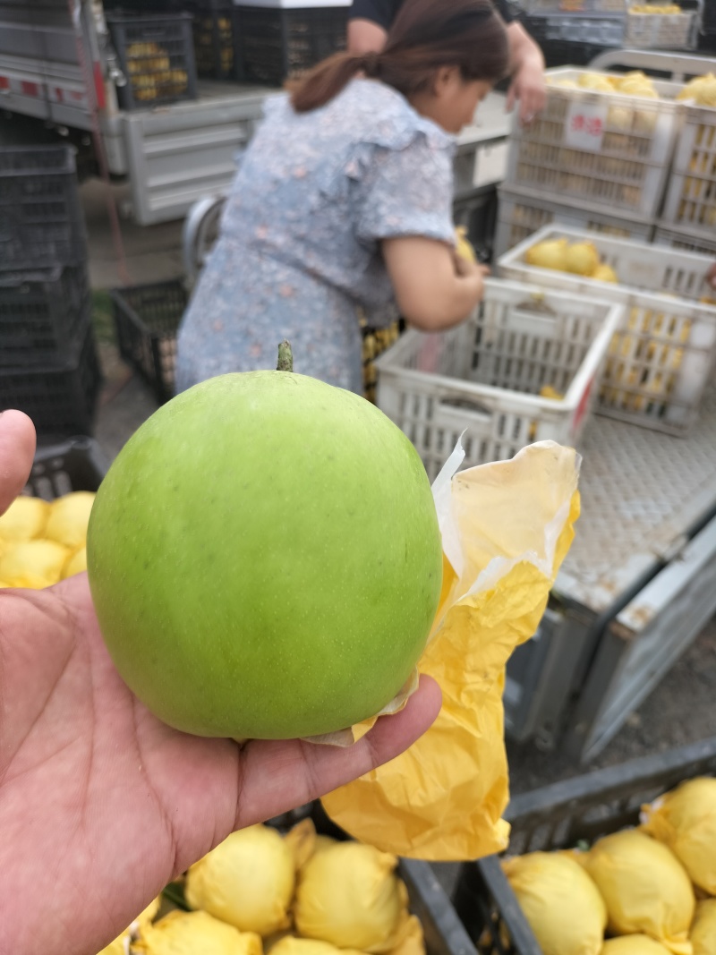 翠玉梨纸袋，果肉细无渣，汁多甘甜，果面干净，欢迎电话咨询