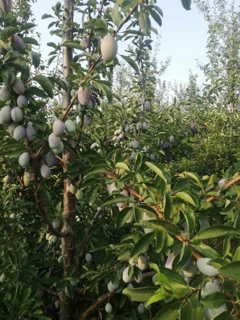 河南焦作地区西梅30000斤，找采购商
