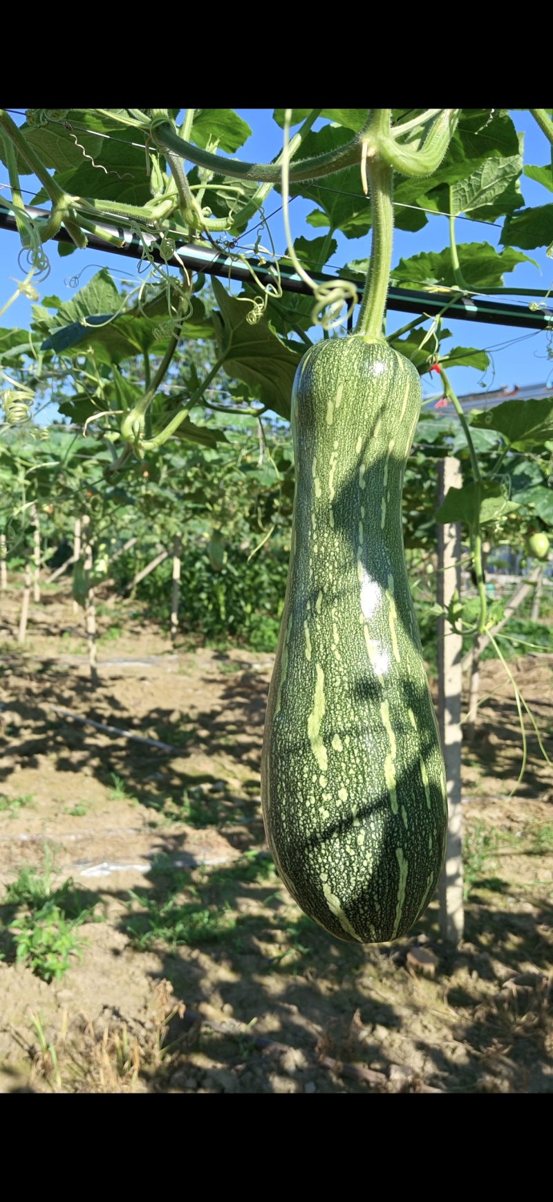 嫩南瓜，青南瓜
