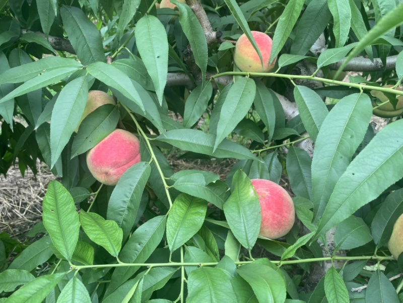 河南焦作温县贵妃香水蜜桃，日出货量大