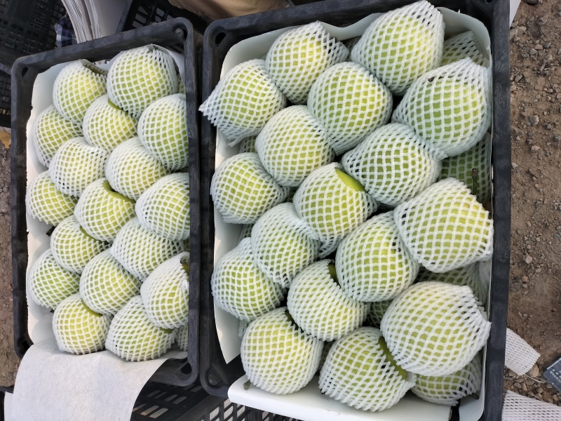 砀山县翠玉梨，苏翠1号皇冠梨元黄梨秋月梨，对接电商，市场