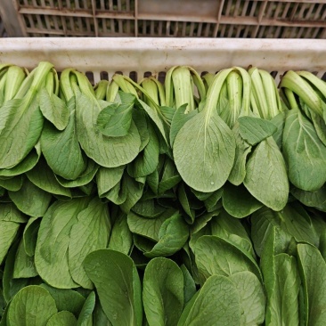 上海青小油菜货源充足15-20公分页面没虫眼根绿量大从优