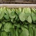 上海青小油菜货源充足15-20公分页面没虫眼根绿量大从优