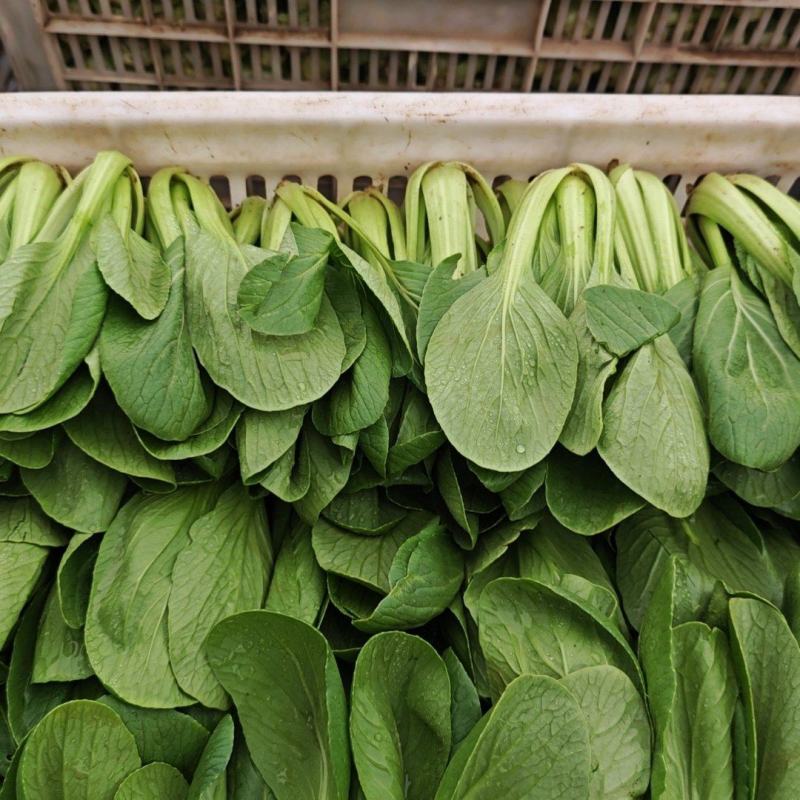 上海青小油菜货源充足15-20公分页面没虫眼根绿量大从优