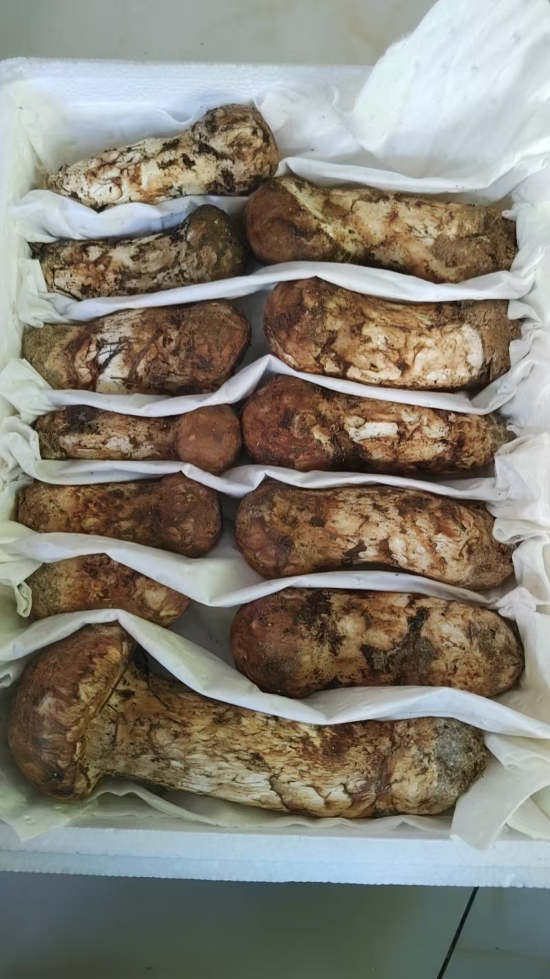 香格里拉野生松茸菌