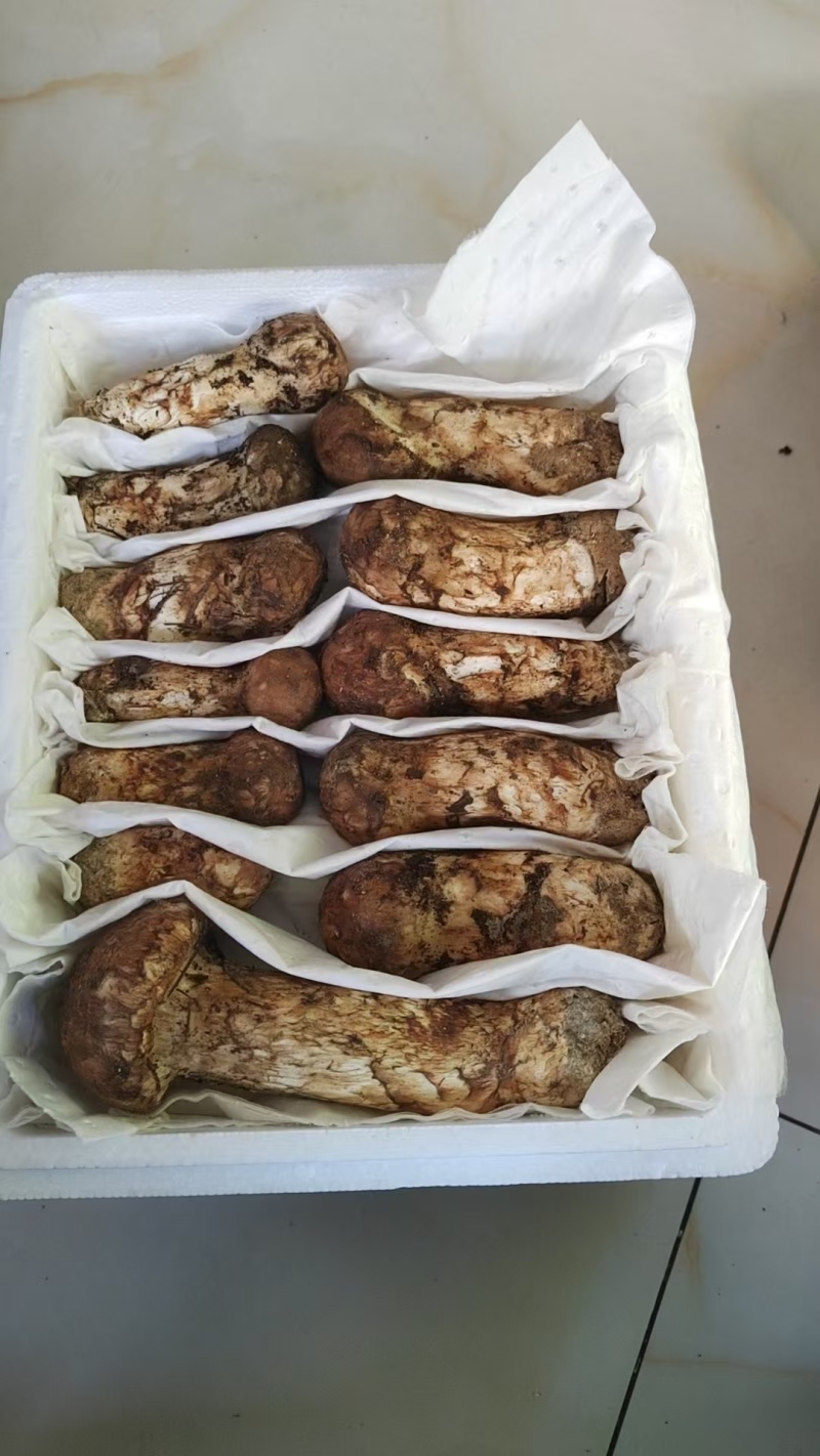 香格里拉野生松茸菌