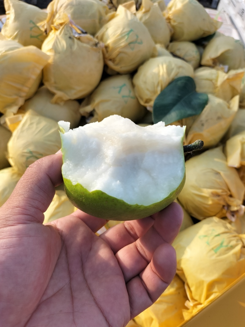 砀山县翠玉梨，苏翠1号皇冠梨元黄梨秋月梨，对接电商，市场