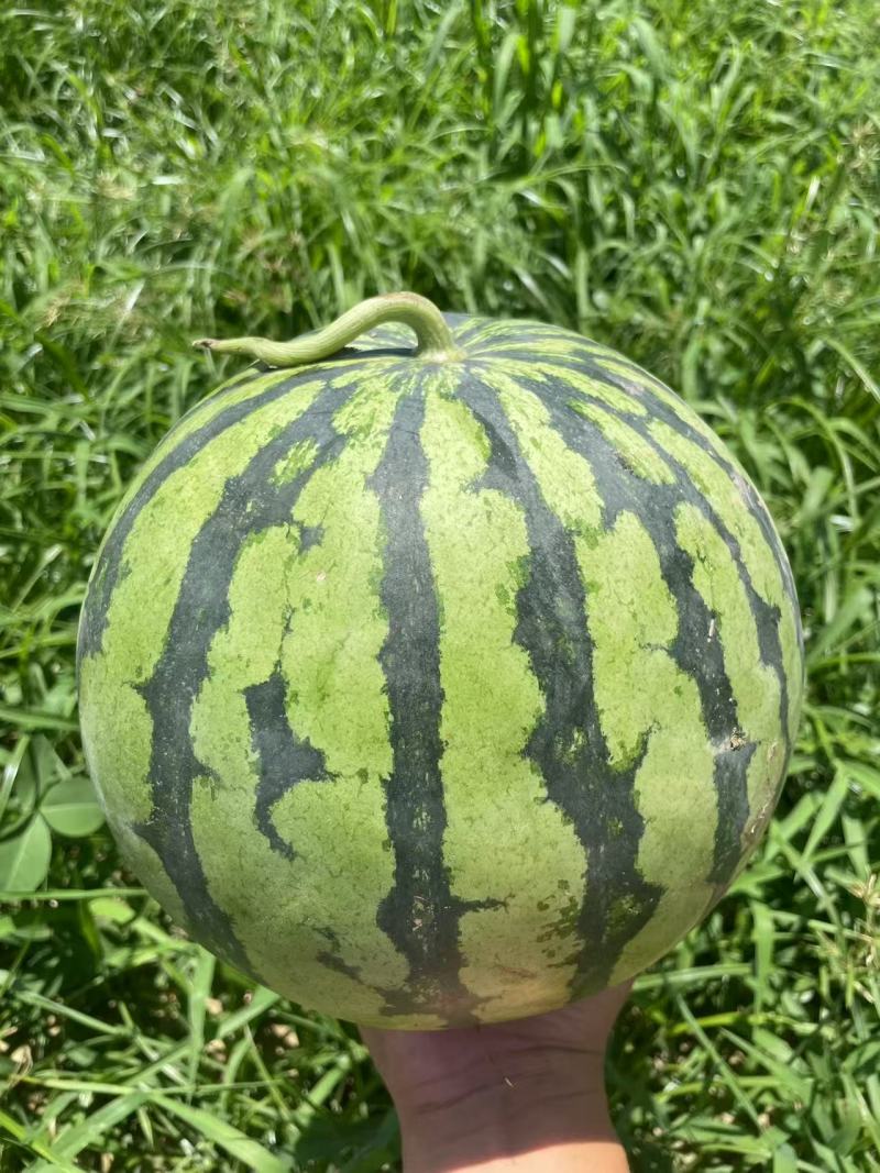 精品美都西瓜，全国代发，对接各大水果档口，小贩勿扰！