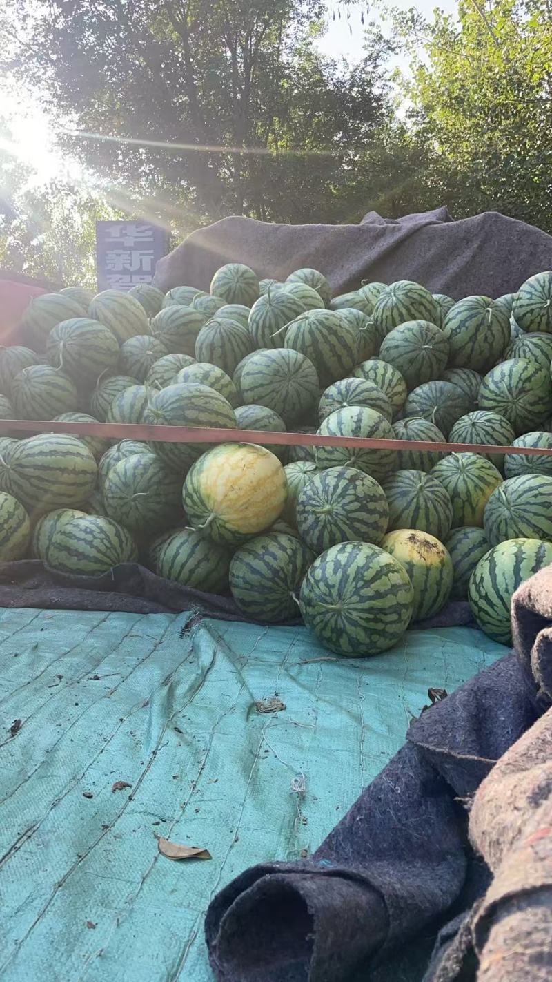 精品美都西瓜，全国代发，对接各大水果档口，小贩勿扰！