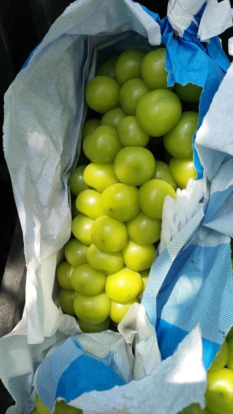 阳光玫瑰葡萄香印晴王葡萄足糖发货承接商超电商供