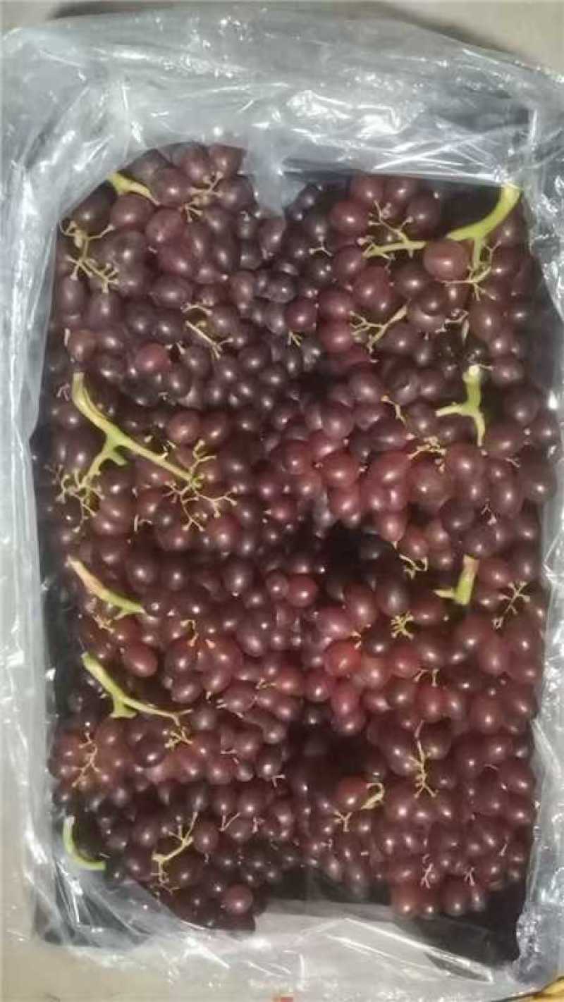 河北威县红宝石葡萄产地一手货源保质保量欢迎电话联系
