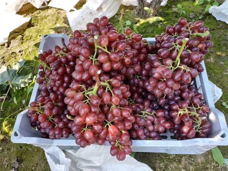 河北威县红宝石葡萄产地一手货源保质保量欢迎电话联系