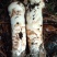 香格里拉野生松茸菌