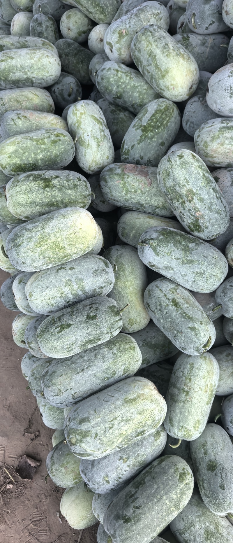 水果冬瓜原产地基地一手货源精品好货一级货
