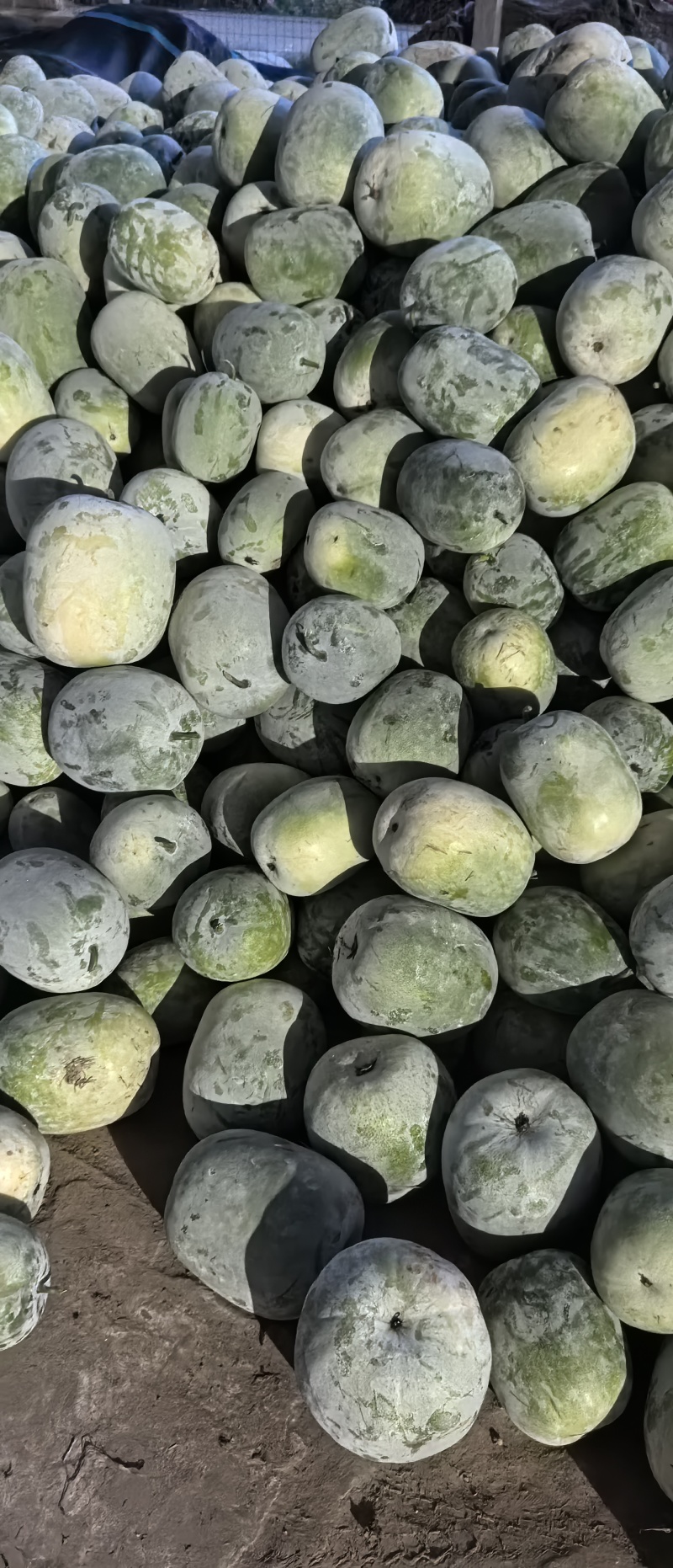 水果冬瓜原产地基地一手货源精品好货一级货