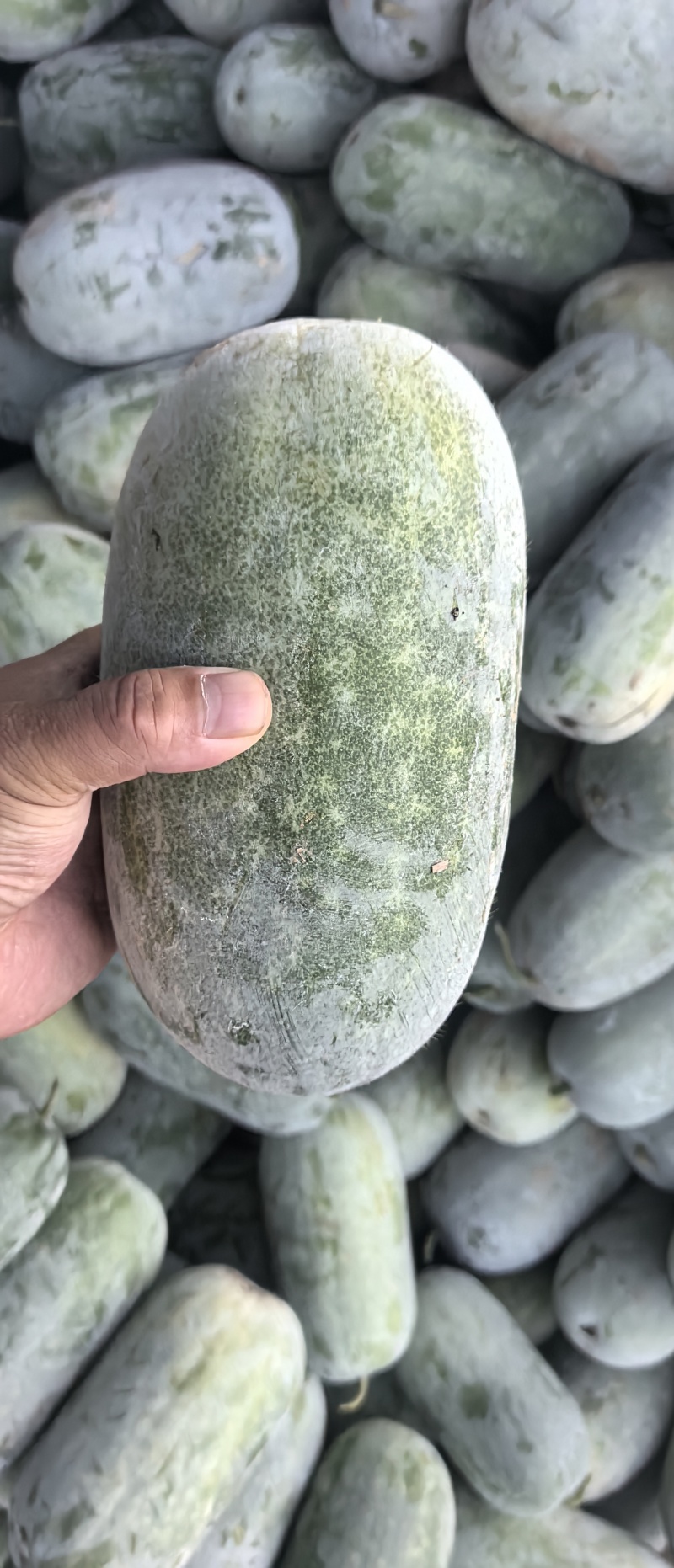 水果冬瓜原产地基地一手货源精品好货一级货