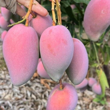 百色芒果一件代发