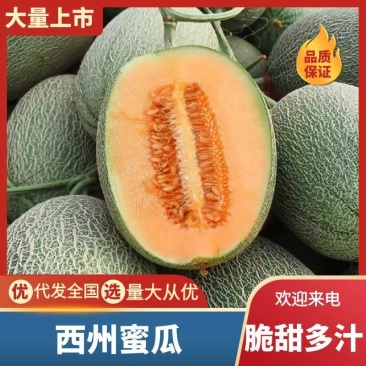 甘肃西州蜜瓜17号大量有货/民勤县西州蜜瓜17号哈密瓜