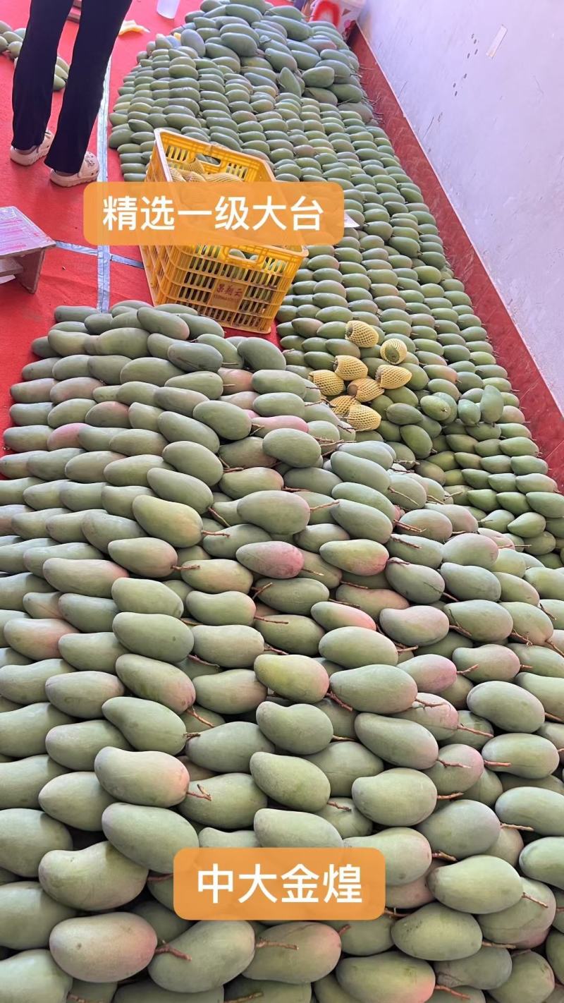 百色芒果一件代发