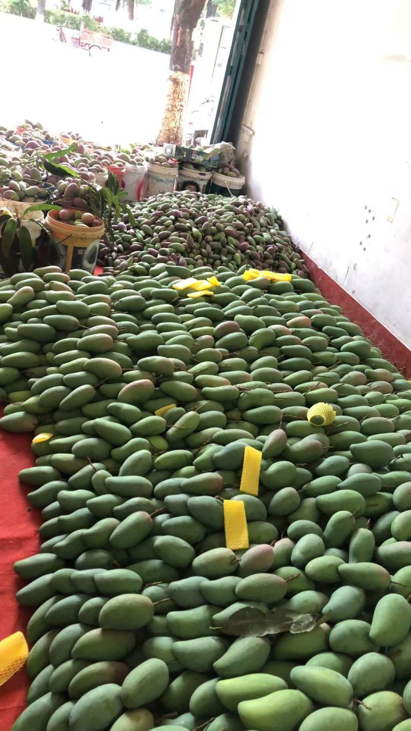 百色芒果一件代发