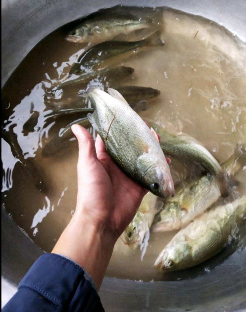 牛商精品鲈鱼苗全国发货，吃食好，成活率高量大从优