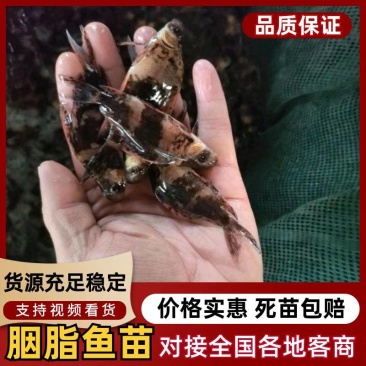 推荐胭脂鱼苗选优质鱼苗，成活率高量大从优，基地直发精