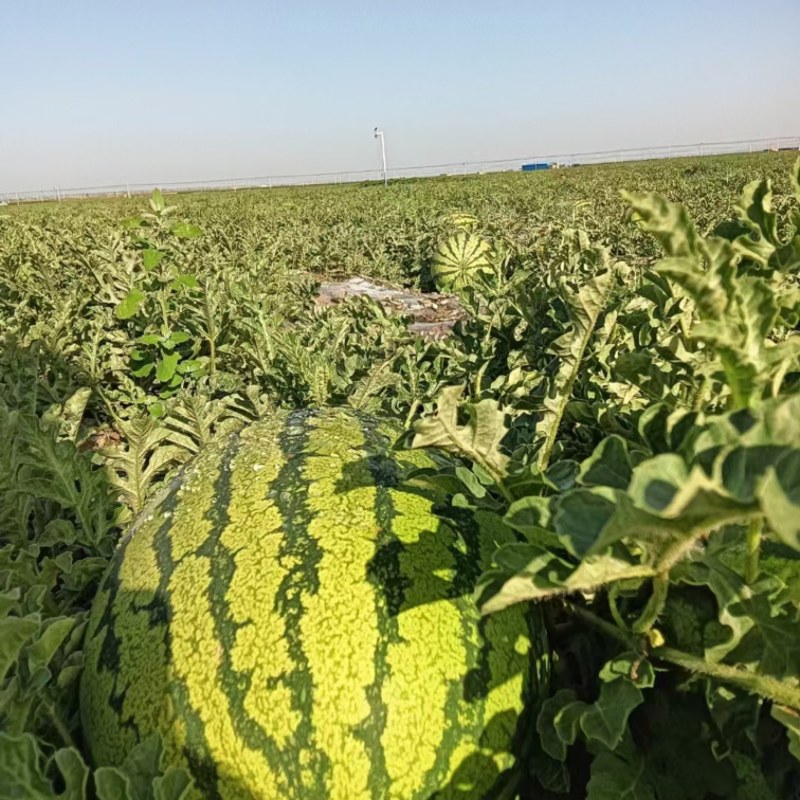 宁夏硒砂瓜西瓜大量上市产地直发一手货源皮薄肉多