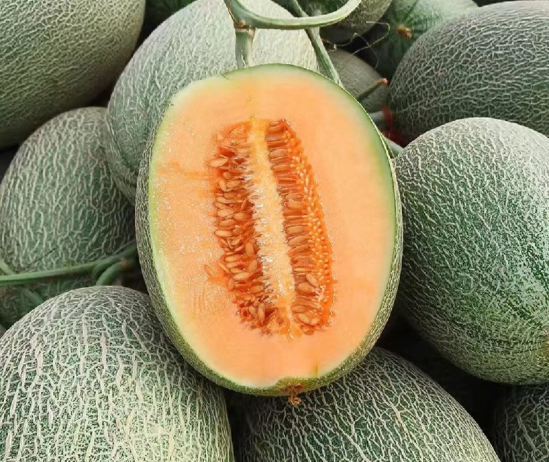 【精品】新疆西州蜜瓜货源充足/西州蜜瓜17号量大从优