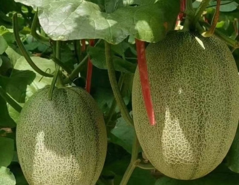 【精品】新疆西州蜜瓜货源充足/西州蜜瓜17号量大从优