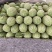 【精品】新疆西州蜜瓜货源充足/西州蜜瓜17号量大从优