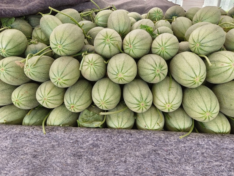 【精品】新疆西州蜜瓜货源充足/西州蜜瓜17号量大从优