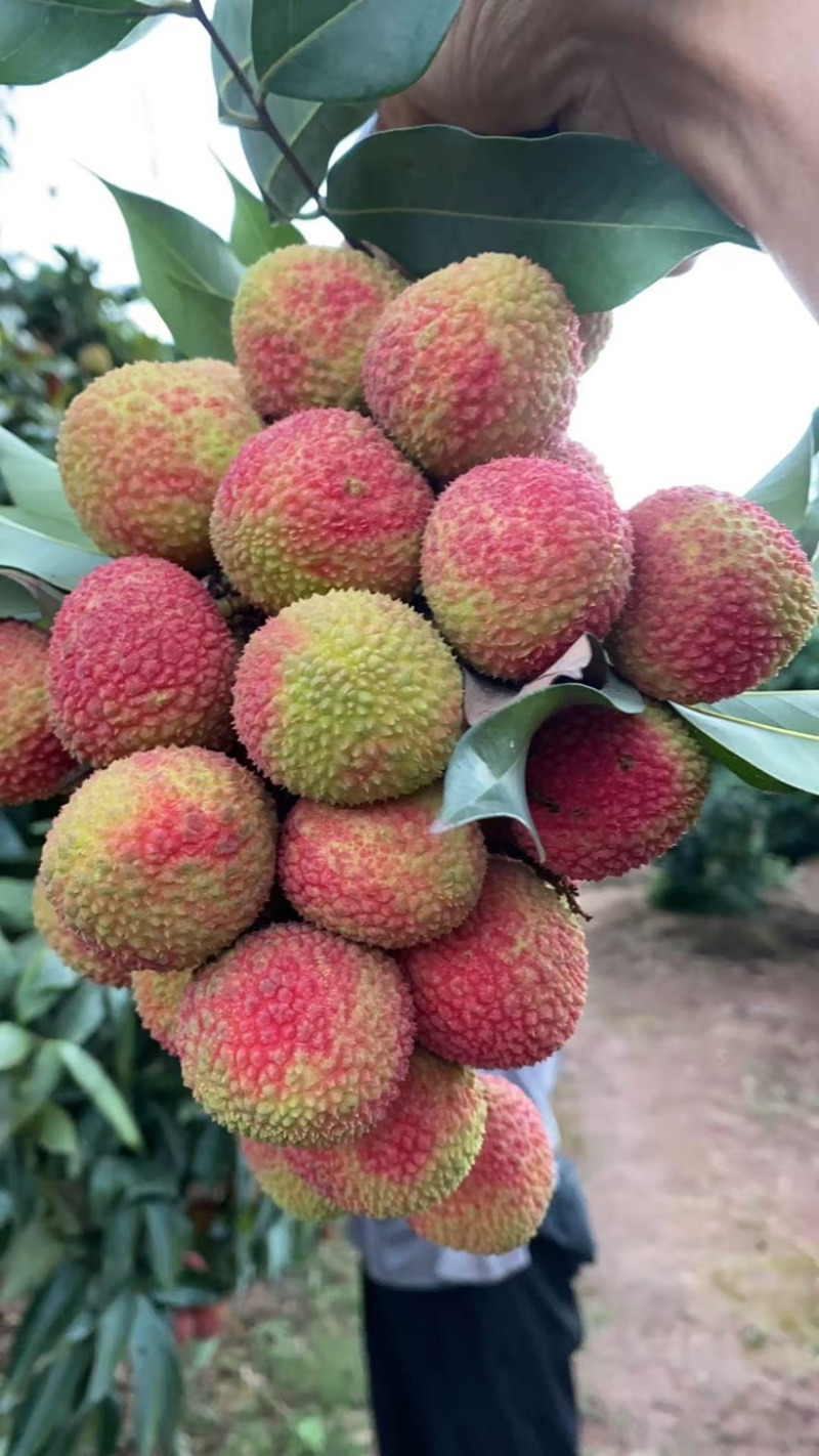 妃子笑荔枝桂味仙进奉自有果园专业代办新鲜采摘品质保证