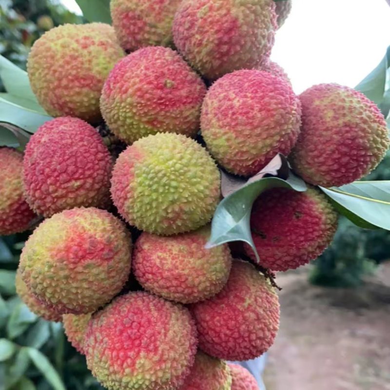 妃子笑荔枝桂味仙进奉自有果园专业代办新鲜采摘品质保证