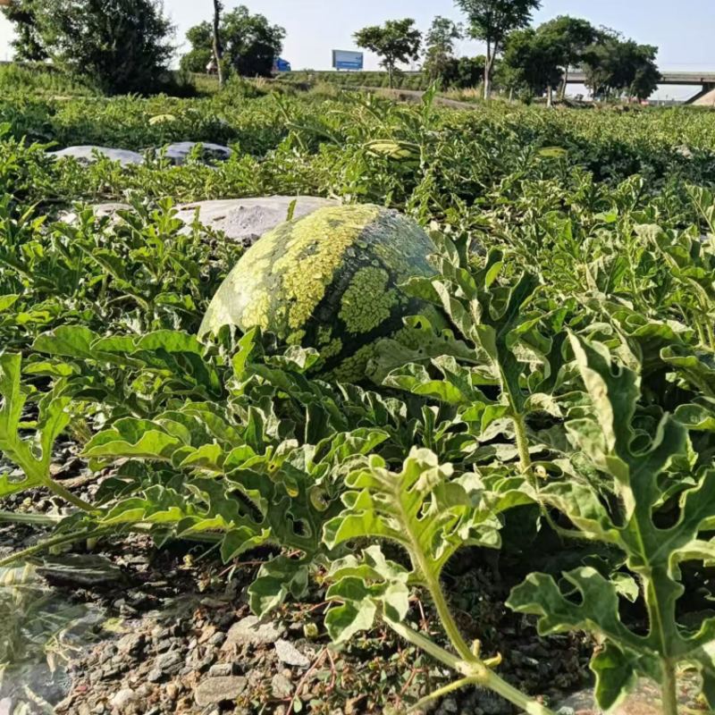 西瓜宁夏硒砂瓜，新瓜大量上市，品质优良，甜度佳，欢迎咨询