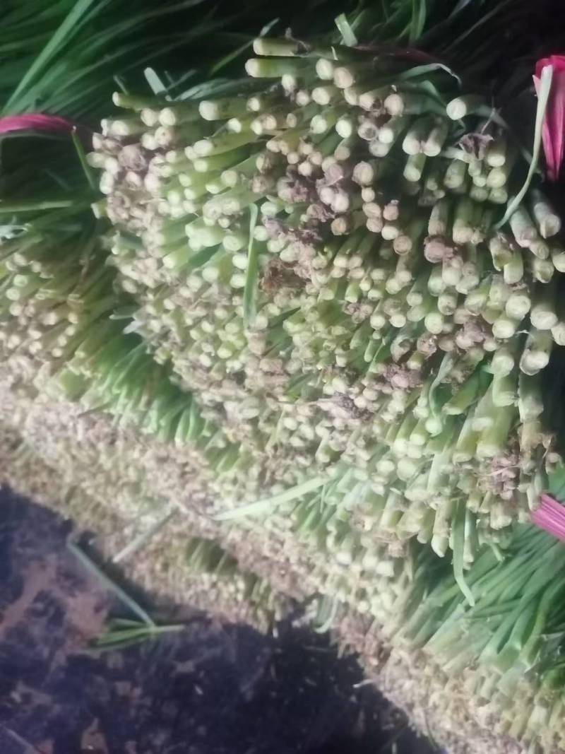 大叶韭菜头茬颜色深绿，质优价廉，货多量大。