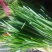 大叶韭菜头茬颜色深绿，质优价廉，货多量大。