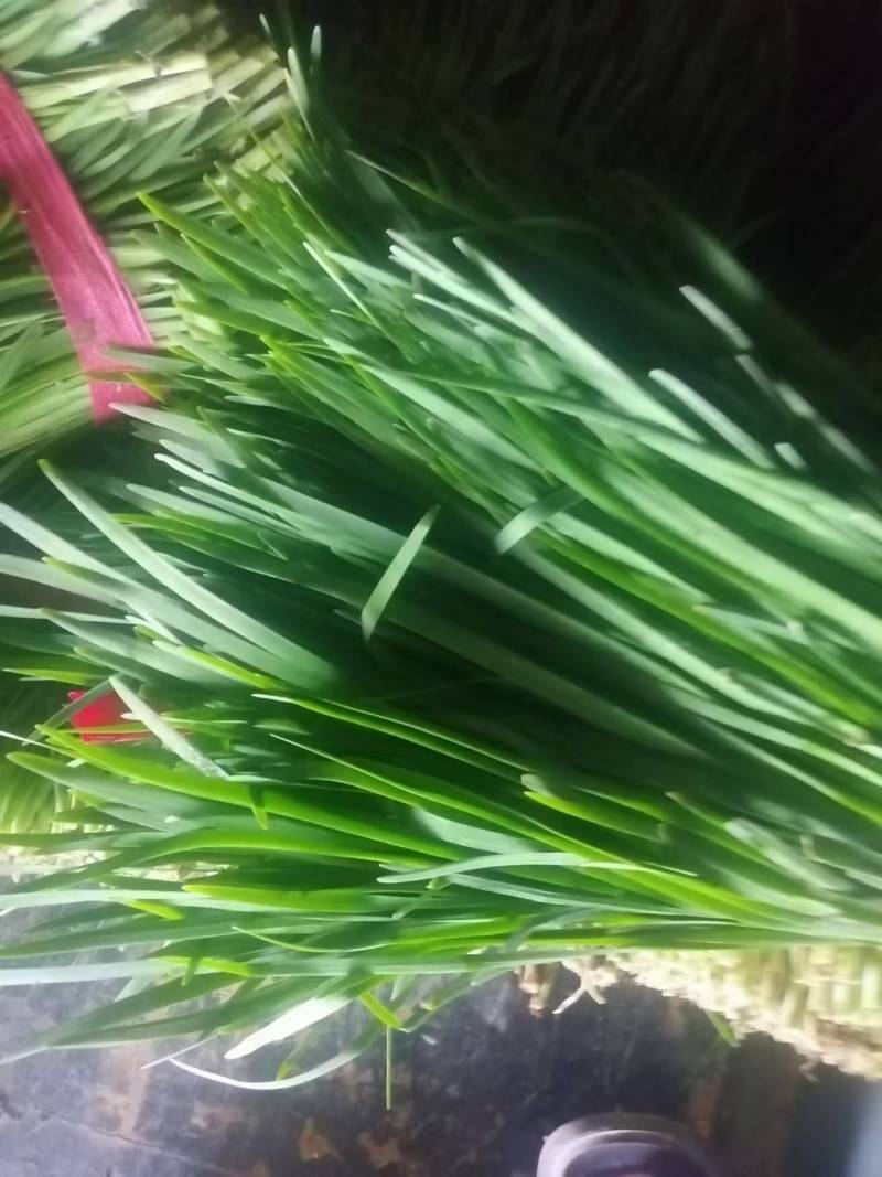 大叶韭菜头茬颜色深绿，质优价廉，货多量大。