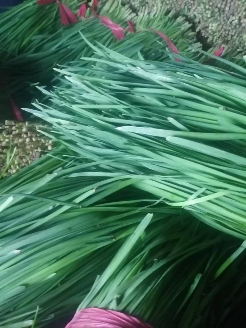 大叶韭菜头茬颜色深绿，质优价廉，货多量大。