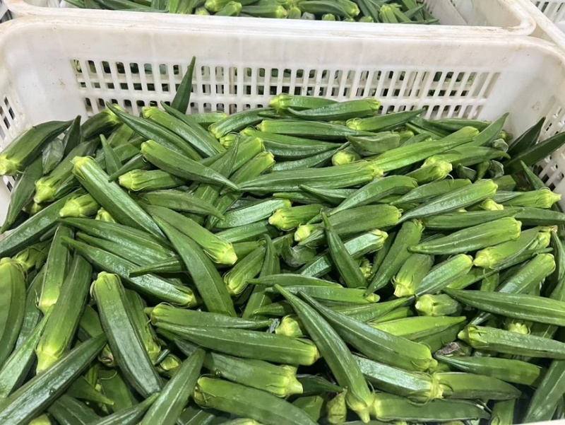 秋葵