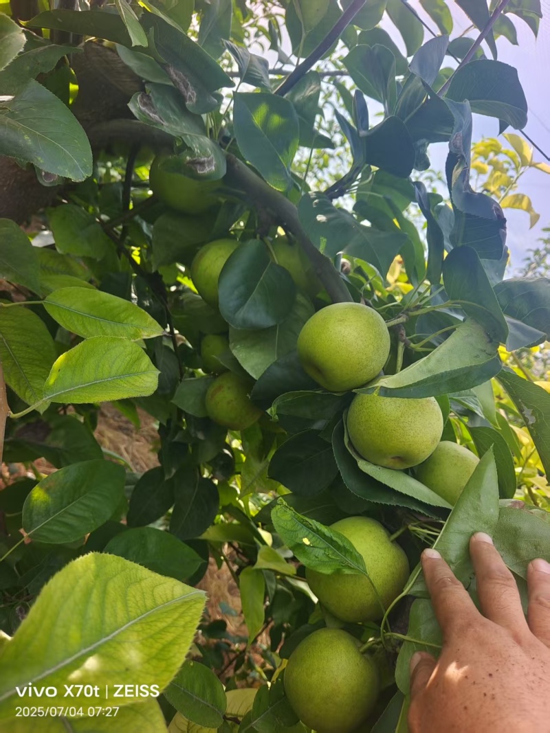 黄河滩沙地酥梨苏脆一号翠冠翠玉皇冠秋月
