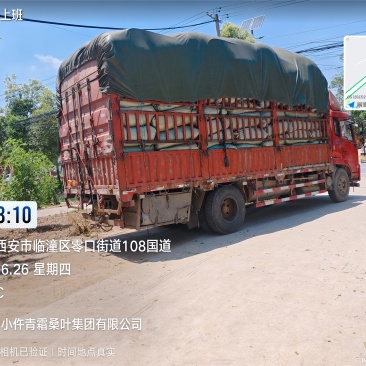 青霜桑叶各有货2025